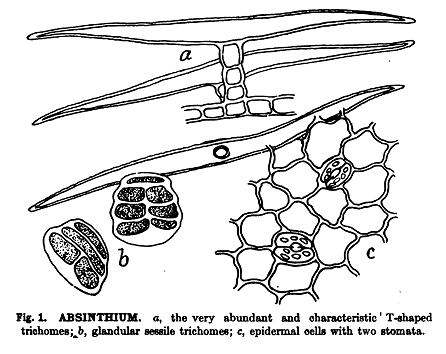 Microanalysis powdered vegetable p 200 google ver absinthium figure.png