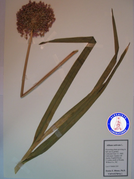 File:Allium sativum V20105BMX1 A0658.jpg