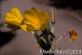 PlantaPhile - 1269.jpg