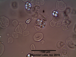 Withania somnifera (root) powder 2-4 compound starch granules showing irregular hilum.png