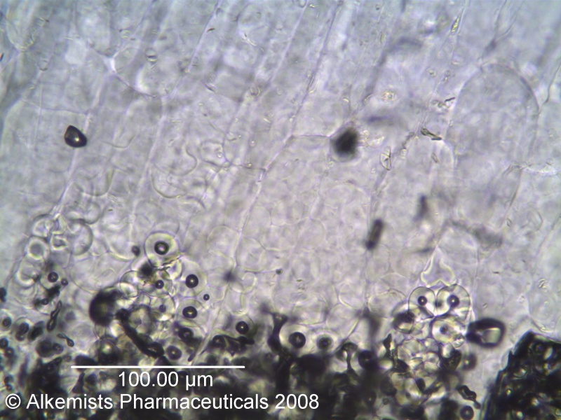 File:Manihot esculenta - Alkemist Laboratories.jpg