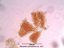 Ganoderma lucidum Curtis Fr. P. Karst. -Ganodermataceae---1.jpg