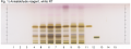 Harpagophytum spp-hptlc-association.png