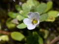 Bacopa monnieri Tropicos 100124857.jpg