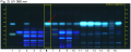 Angelica sinensis root-UV 366 nm-hptlc-association.png