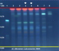 Echinacea angustifolia - Alkemist Laboratories.jpg