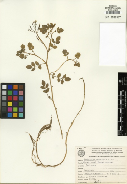 File:Nasturtium officinale Tropicos 100231613 (S).jpg