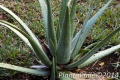 PlantaPhile - 1188.jpg