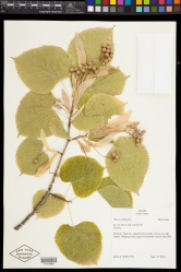 Tilia x europaea L. - Starr - V-200-01424885.jpg