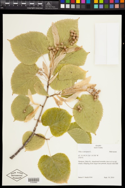 File:Tilia x europaea L. - Starr - V-200-01424885.jpg