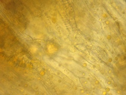 Chamomile outer epidermis and oil, 400x.jpg