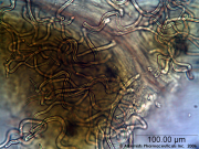 Filipendula ulmaria leaf - Alkemist Laboratories.png