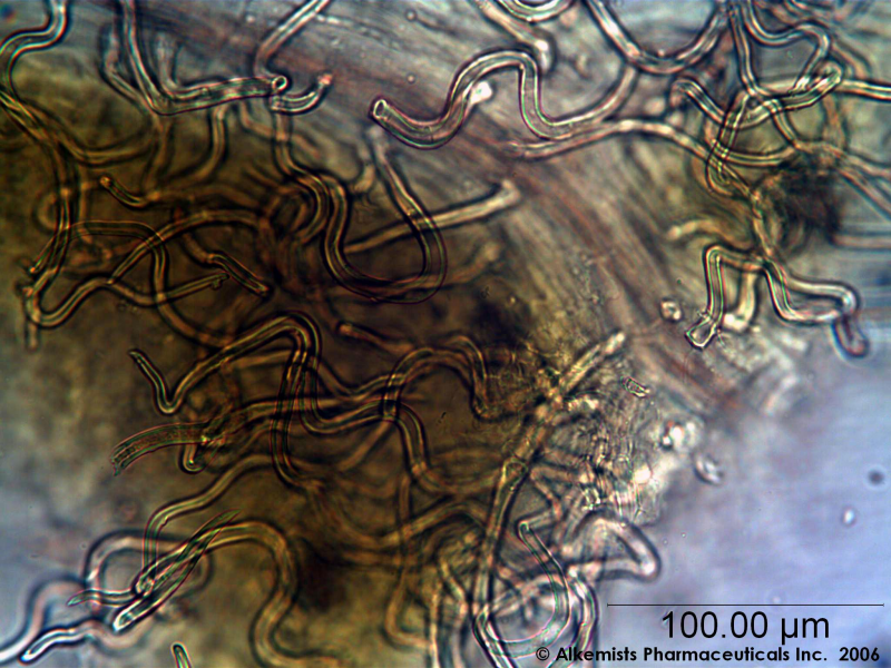 File:Filipendula ulmaria leaf - Alkemist Laboratories.png