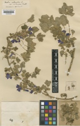 Malva sylvestris L. var. violascens Kew barcode=K000659331 284874.jpg