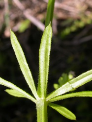 Galium aparine Tropicos 79313.jpg