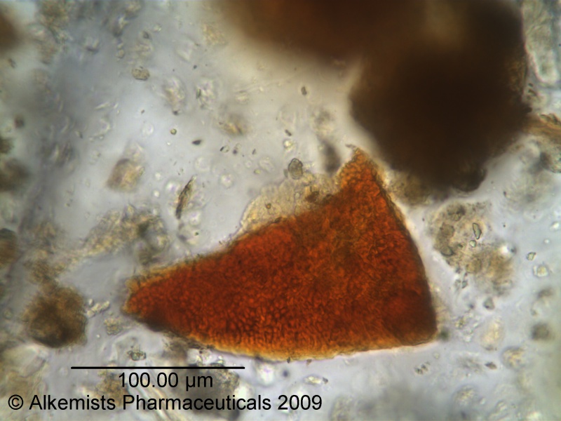 File:Chickweed herb-1 Alkemist Laboratories.jpg