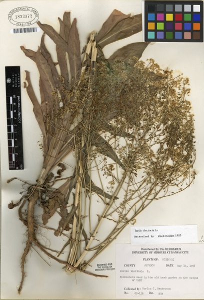 File:Isatis tinctoria Tropicos 100002111.jpg