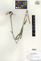 Echinacea angustifolia Tropicos 89103.jpg