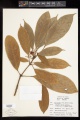 Cola nitida A.Chev. - Starr - 1659895.jpg