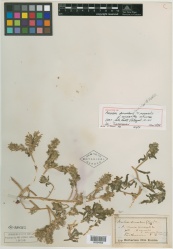 Arnebia decumbens f. micrantha Kuntze - Starr - 00334952.jpg