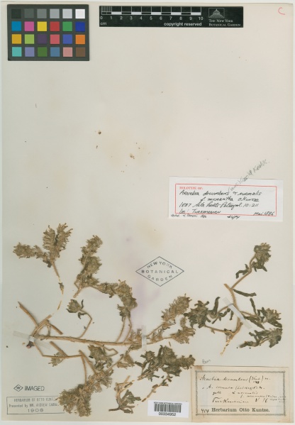 File:Arnebia decumbens f. micrantha Kuntze - Starr - 00334952.jpg