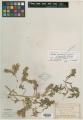 Arnebia decumbens f. micrantha Kuntze - Starr - 00334952.jpg