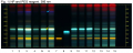 Fraxinus spp-hptclc-association.png