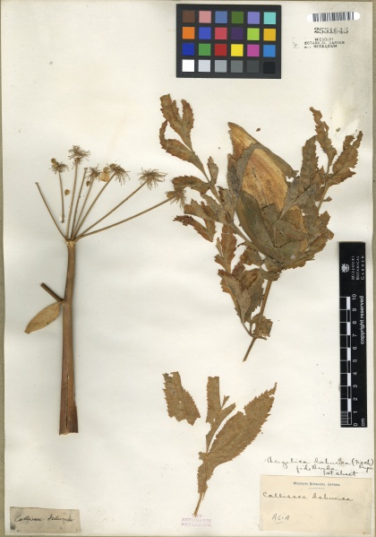 File:Angelica dahurica Tropicos 100179081.jpg