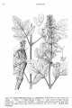Salvia miltiorrhiza Tropicos 15882.jpg
