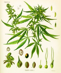 Cannabis sativa - Köhler.jpg