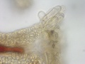 Chamomile stigma with papillae and oil, 400x.jpg