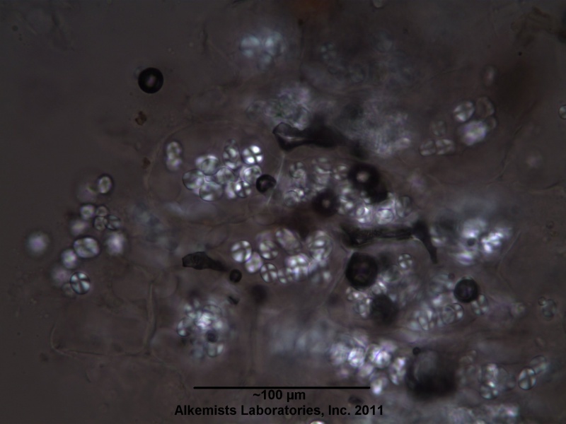 File:Mucuna pruriens Alkemist Laboratories.jpg
