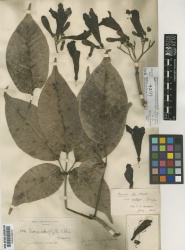 Handroanthus impetiginosus Kew imageBarcode=K000449912 257528.jpg