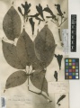 Handroanthus impetiginosus Kew imageBarcode=K000449912 257528.jpg