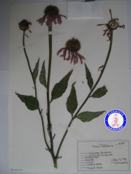 Echinacea purpurea (2) KA3502NSF2 A0753.jpg