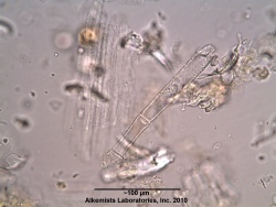 Scutellaria lateriflora-1 - Alkemist Laboratories.jpg