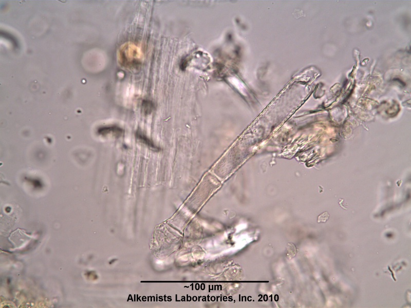 File:Scutellaria lateriflora-1 - Alkemist Laboratories.jpg