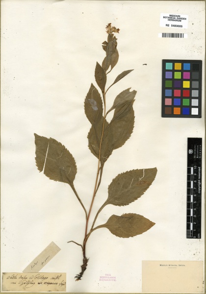File:Solidago virgaurea Tropicos 100269736 (S).jpg