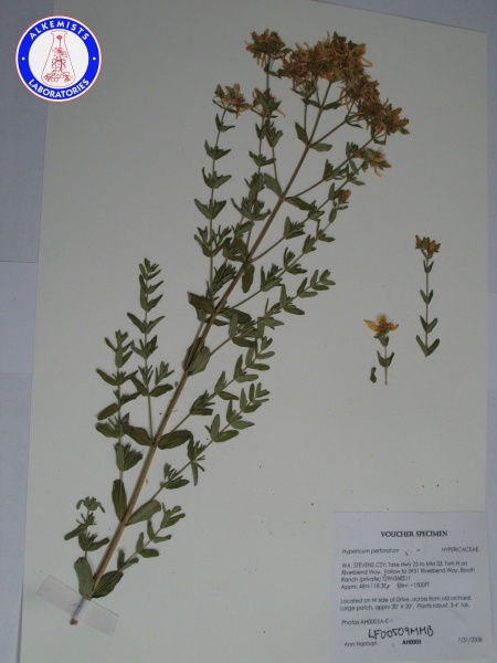 File:Hypericum perforatum LF00509MMB A0153.jpg