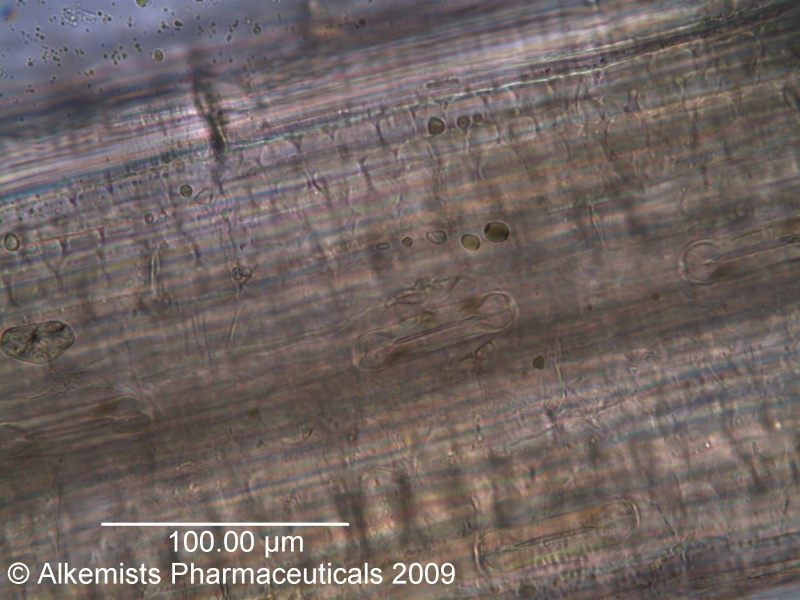 File:Triticum aestivum-1 - Alkemist Laboratories.jpg