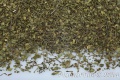 PlantaPhile - 3083.jpg