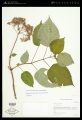 Hydrangea arborescens L. - Starr - 01400586.jpg