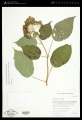 Hydrangea arborescens L. - Starr - 01087679.jpg