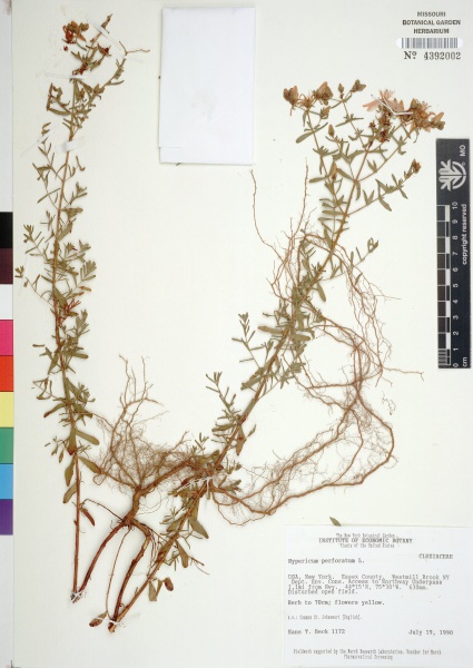 File:St. John's Wort Tropicos 61762.jpg