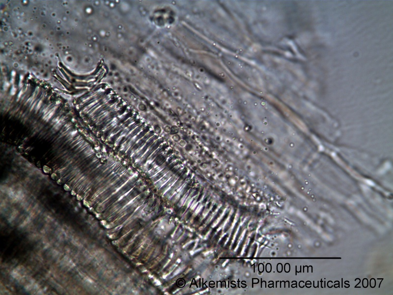 File:Angelica dahurica - Alkemist Laboratories.jpg