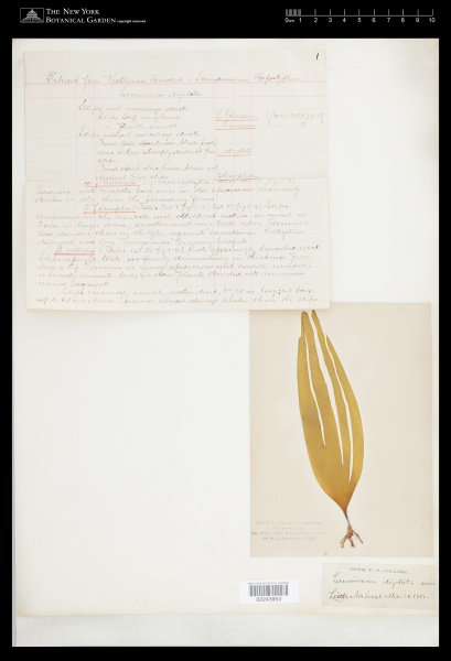 File:Laminaria digitata (Huds.) J.V.Lamour. - Starr - 02243953.jpg