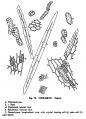 Microanalysis powdered vegetable google ver cinnamon loureiroi.png