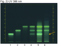 Curcuma longa-UV 366 nm-hptlc-association.png