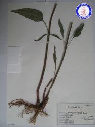 Echinacea purpurea (3) KA3502NSF1 A0431.jpg
