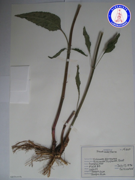 File:Echinacea purpurea (3) KA3502NSF1 A0431.jpg